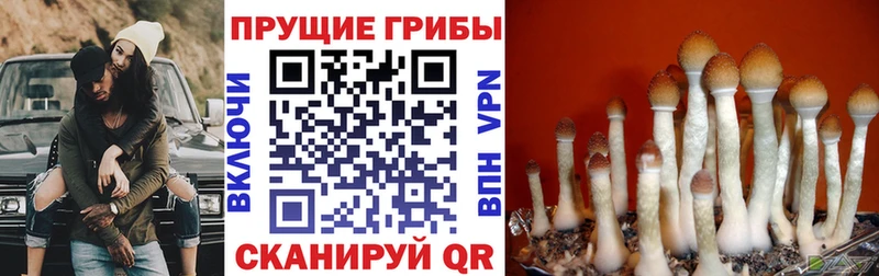 Галлюциногенные грибы MAGIC MUSHROOMS  Купить  Красноперекопск 